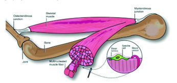 Figure 1: Skeletal muscle