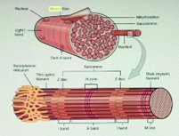 Figure 3: Muscle bundle