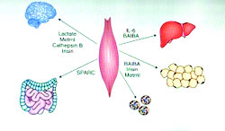 Figure 4: Exerkines crosstalk diagram
