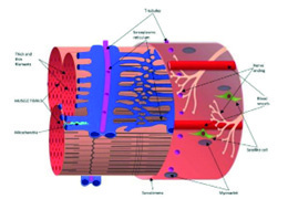 Figure 2: Muscle microstructure