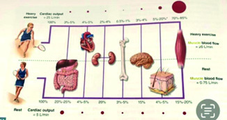 Figure 6: Muscle-organ crosstalk